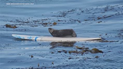 Surfboard biting otter avoids capture